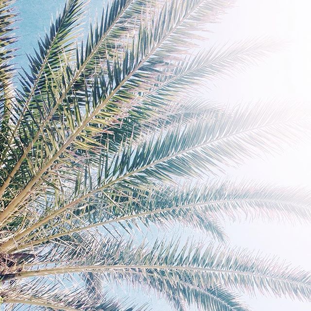 Palm trees 🌴 #holidays #lloretdemar #palmtree #sunny