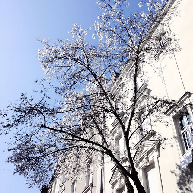 Les arbres sont en fleurs et les terrasses sont bondées ☀️🌱 #HAPPY #spring #bonheur #angers #flowers