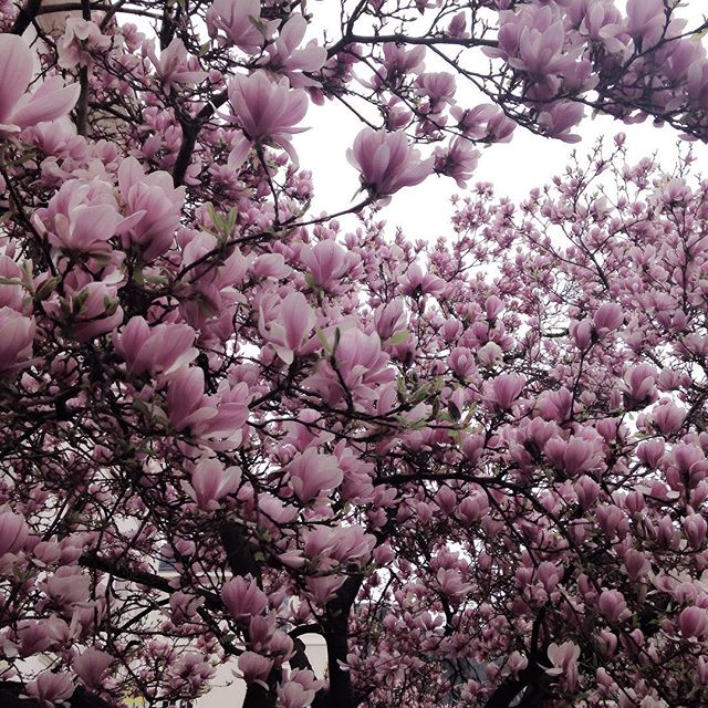 Joli dimanche mes petits chats! ✔ #sunday #dayoff #weekend #flowers #flowerpower #spring #angersmaville #angers #inlove