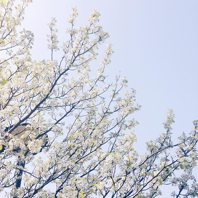 Lyon, le soleil, les arbres en fleurs... 🌸 #lyon #spring #flowers #xrousse #sun #bluesky #sunnyday